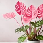 6 Most Beautiful Pink Philodendrons