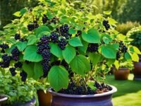 Growing Blackberries in Pots