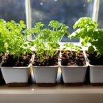 How to Grow Cilantro Indoors