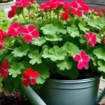 How to Keep Geraniums Blooming