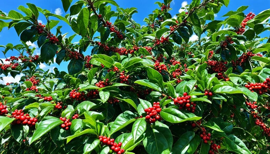 coffee plant species