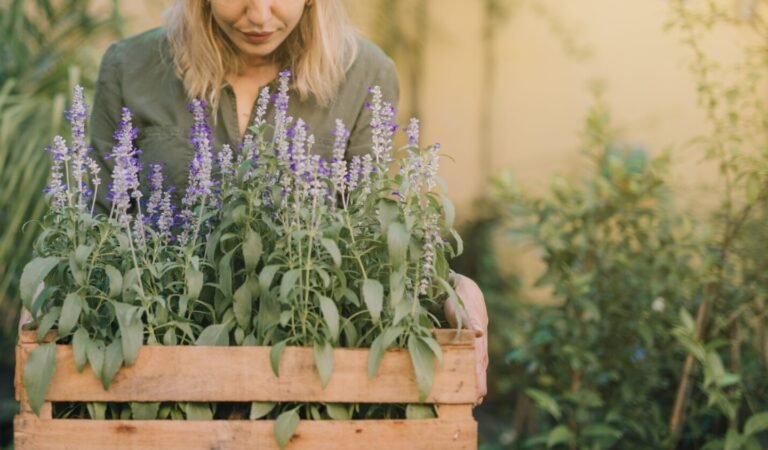 How to Grow Lavender to Perfume Your Entire Home