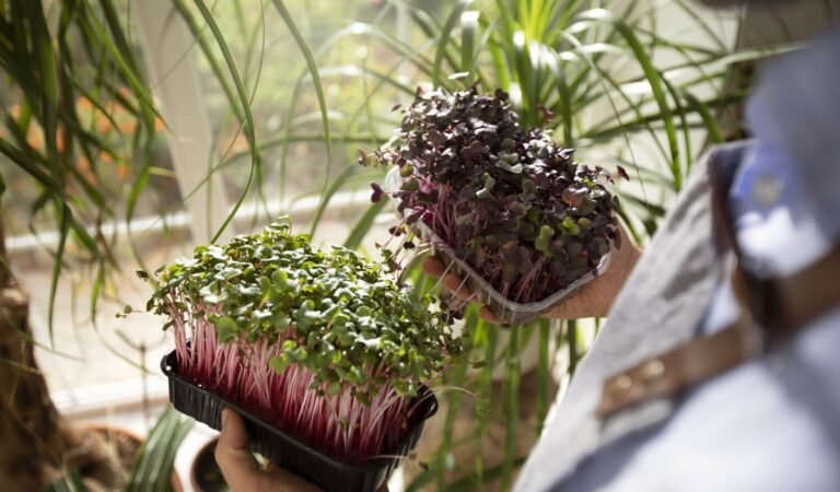 5 Herbs Perfect For Container Gardening