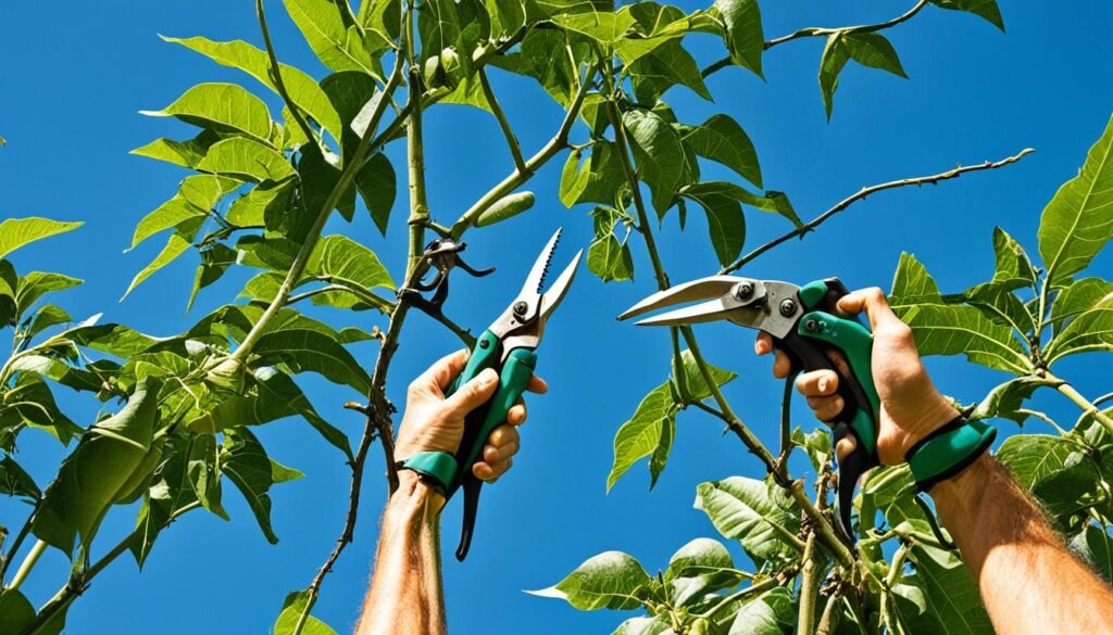 papaya tree pruning