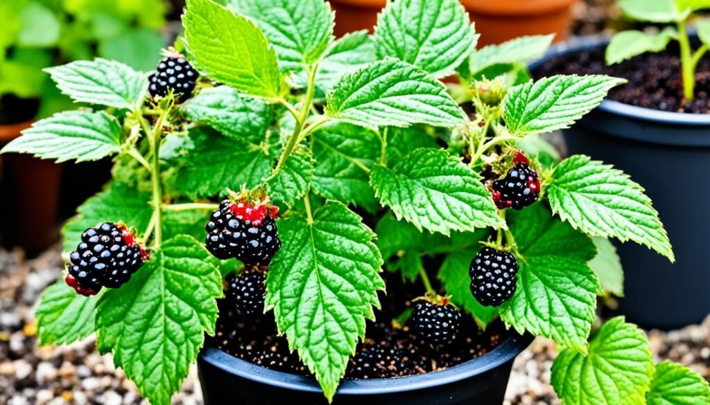 potted blackberry plants