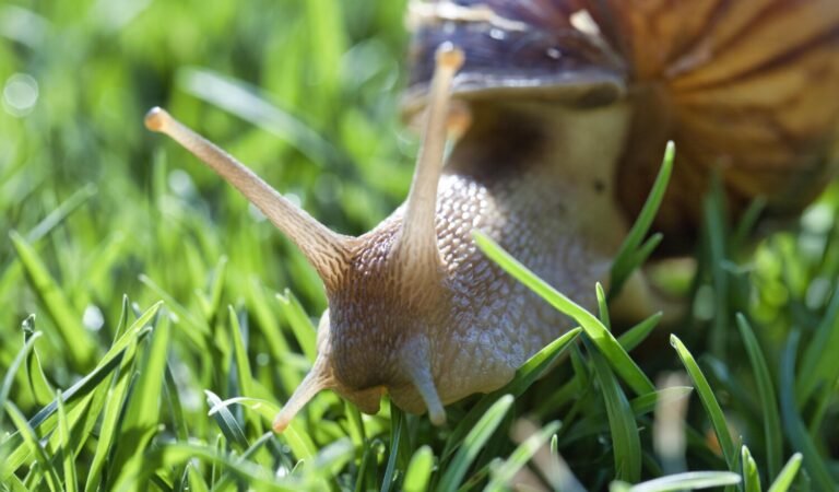 10 Effective Organic Methods to Combat Slugs and Snails in Your Garden